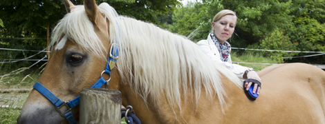 reiten.jpg